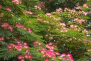 合欢树种植指南（在院子里种植合欢树的必要性及技巧）