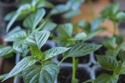 辣椒种植全攻略（从栽种到收获，教你轻松种出好品质辣椒）