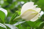 枙子花冬季剪枝的必要性（正确的剪枝方法可以让枙子花更健康茂盛）