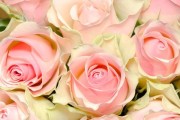 19朵玫瑰的花语及其含义（探究19朵玫瑰代表什么，了解花语传递的含义）