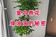 吊兰（探讨吊兰的养护之道，从室内与室外两个角度出发）