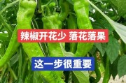 辣椒落果的原因（探究辣椒落果的诱因及解决方法）