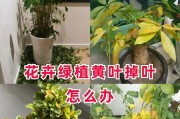 探究花卉干尖掉叶的原因与对策（揭秘花卉长时间掉叶现象，提供科学解决方案）
