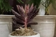 黑麦草在冬天的生存能力剖析（黑麦草在低温下的抵御能力及保护措施）