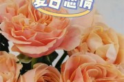 夏天玫瑰切花的养护秘籍（打造美丽花坛的关键——夏季玫瑰切花的养护技巧）