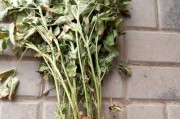 花生——一种豆科植物的美味与营养（从产地到食用，探究花生的植物类型、分类和营养）