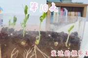 怎样让豌豆迅速发芽？（种植技巧和注意事项）