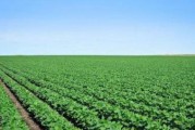 探究大豆生长的关键环境条件（大豆的生长环境条件及特点解析）