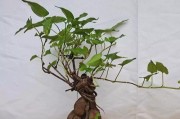 何首乌种子的种植技巧（以种子为本，打造丰收之路）