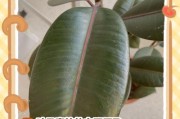橡皮树冬天叶子枯萎的原因及防治措施（寻找橡皮树叶子枯萎的关键）