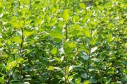 夏天如何养护堕落纽扣植物？（保持适宜湿度、避免阳光直射、定期施肥等关键措施）