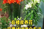 如何养护种植的花卉（学习养护技巧，打造美丽花园）