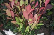 红叶地肤种植攻略（打造秋日迷人庭院，红叶地肤播种最佳时期）