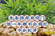 生姜的保存方法——防止发芽（从选择到储存，让你的生姜保持新鲜）