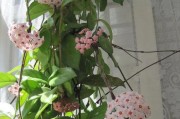 以球兰为主题的形态艺术之美（探寻球兰的独特魅力与创造力）