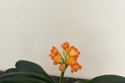 探秘君子兰开花的秘密（如何培养君子兰开花？——打造花香四溢的绿色家园）