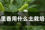 打造优质土壤，让九里香更健康（15个步骤，轻松DIY九里香种植土）