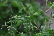 补血菜的生长环境及生长地方条件（探究补血菜的理想生长环境和要素）