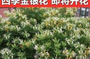 金银花冬季种植全攻略（金银花在冬季能否存活及养护技巧）