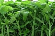 7月份北方适合种植什么蔬菜？（北方盛夏时节最适合种植的蔬菜种类及种植技巧）