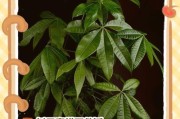 发财树树干蔫了怎么办？挽救方法大揭秘！（快速修复发财树树干的有效措施，让你的发财树重新焕发生机）