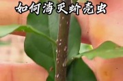蚧壳虫的严重危害及应对措施（保护作物免受蚧壳虫侵害，）