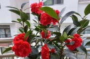 茶花的花语与寓意（深入了解茶花，解读其蕴含的意义）
