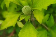 木槿花的功效与作用（从美容养颜到中医保健，探究木槿花的全方位作用）