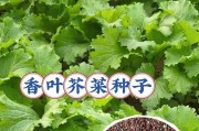 芥菜种植间距是多少？（探究不同种植间距对芥菜生长的影响）