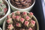彩色蜡笔多肉爆盆养殖方法（打造缤纷植物世界，养出属于你的彩色世界）