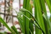 小苍兰奇迹绽放（解开小苍兰开花之谜）