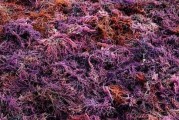 浮萍的生态特征及分类研究（探究浮萍的物种特征和分布范围）