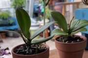 蝴蝶兰2.5寸小苗的养殖技巧（培育健康的蝴蝶兰，让它绽放美丽）