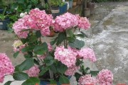 无尽夏的修剪技巧（打造精美的花园空间）
