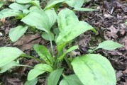 探秘神奇的刀口药（这个来自高山的植物，居然可以治疗失忆、头痛和关节炎？）