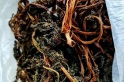 揭秘梅菜的真面目——雪里红（从历史到现实，追溯梅菜的种植、加工与特点）