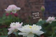 莲藕种子的种植方法（从种子到莲藕的全过程，一步步教你如何种植健康美味的莲藕。）