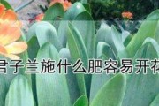 君子兰的肥料施用方法（让你的君子兰健康茁壮成长）