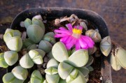 多肉植物为什么在秋天不长？（探究多肉植物在秋天停止生长的原因及应对方法）
