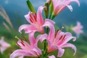 家里种百合花，风水好不好？（科学种植，提升家居风水质量！）