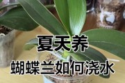 科学浇水，让蝴蝶兰更健康（掌握正确的浇水方法，让蝴蝶兰欣欣向荣）