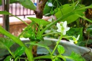 解密神秘的龙葵（探索龙葵的植物类别、生态环境和药用价值）