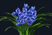 兰花在院子里的种植方法和注意事项（美丽兰花常年花开，为家庭庭院增添生机）