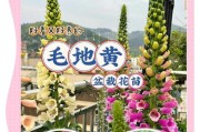 毛地黄是一种多年生植物（了解毛地黄的生长习性和药用价值）