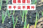 大葱种植全攻略（时间、方法、技巧一网打尽，轻松掌握种植技能）