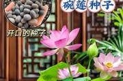 莲子水培养殖方法大全（无土、节水、高产，轻松掌握莲子水培技巧）