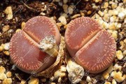 多肉植物花种子怎么种？（掌握关键步骤，打造美丽花园。）