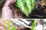 厚脸皮植物死了怎么复活？（探索厚脸皮植物复活的方法，让植物重焕生机）