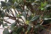 杜鹃花叶子发黄的处理方法（怎样避免和处理杜鹃花叶子发黄的问题）