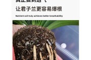 腐叶土种兰花的优缺点剖析（适合栽培多种兰花，但要注意这些问题）